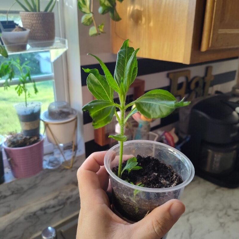 Hand holding a small potted plant in a kitchen setting with other plants in the background.