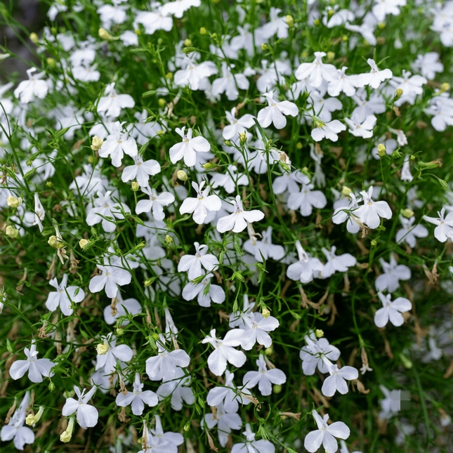 5000 Lobelia Erinus White Lady Seeds – Elegant Annual White Flowers