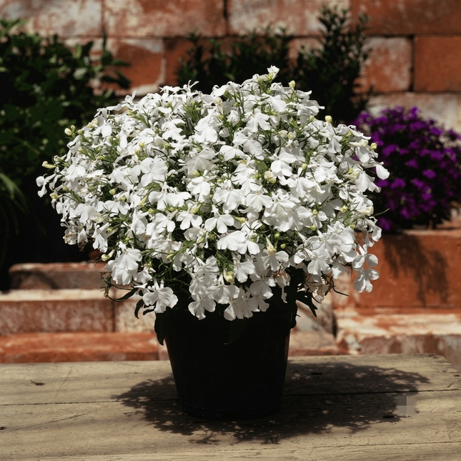 5000 Lobelia Erinus White Lady Seeds – Elegant Annual White Flowers