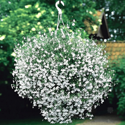 5000 Lobelia Erinus White Lady Seeds – Elegant Annual White Flowers