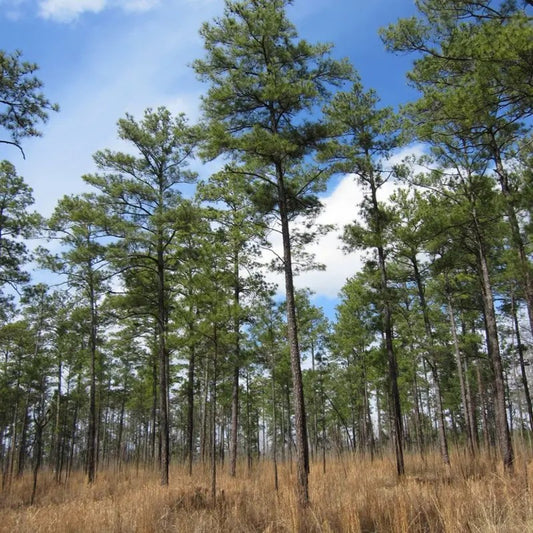 20 Loblolly Pine Seeds – Pinus taeda | Fast-Growing Southern Pine Tree