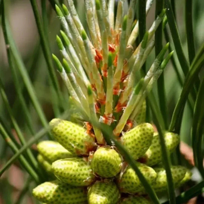 20 Loblolly Pine Seeds – Pinus taeda | Fast-Growing Southern Pine Tree