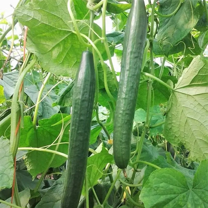 50 Long Green Improved Cucumber Seeds