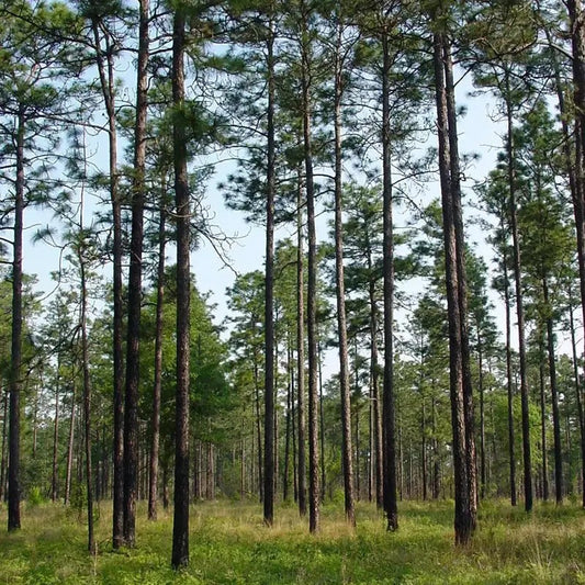 20 Longleaf Pine - Pinus Palustris Seeds