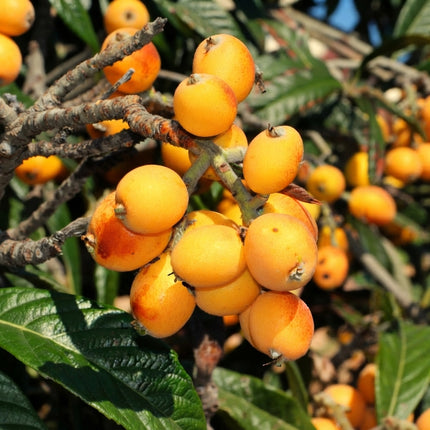 Loquat Tree Seeds – Eriobotrya japonica Fruit Tree with Clusters of Golden Orange Loquats and Evergreen Foliage for Home Gardens. Seed World