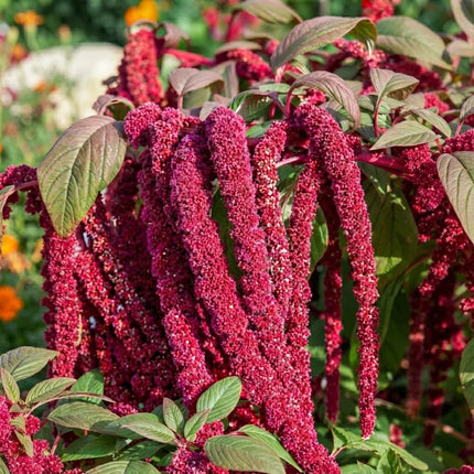 Love Lies Bleeding Amaranthus with cascading crimson flower tassels, perfect for ornamental gardens and cut flower displays. Seed World