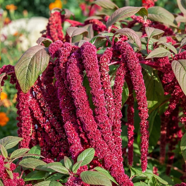 Love Lies Bleeding Amaranthus with cascading crimson flower tassels, perfect for ornamental gardens and cut flower displays. Seed World
