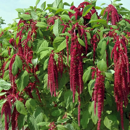 2500 Love Lies Bleeding Amaranthus Seeds