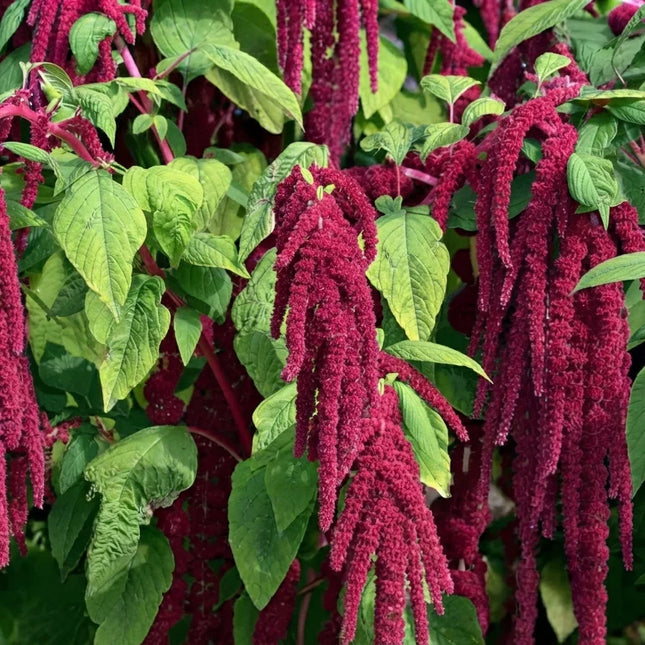 2500 Love Lies Bleeding Amaranthus Seeds