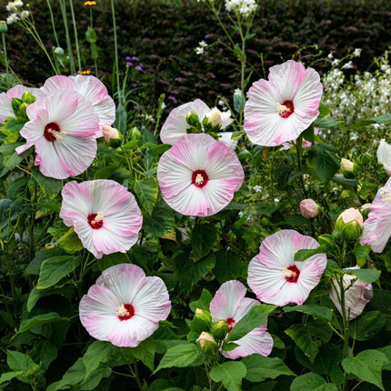 Luna Pink Swirl Hibiscus Seeds – Hardy Hibiscus with Large White and Soft Pink Swirled Flowers and Deep Red Centers for Perennial Gardens. Seed World
