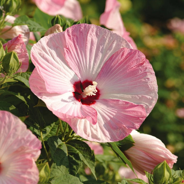 Luna Pink Swirl Hibiscus Seeds – Hardy Hibiscus with Large White and Soft Pink Swirled Flowers and Deep Red Centers for Perennial Gardens. Seed World