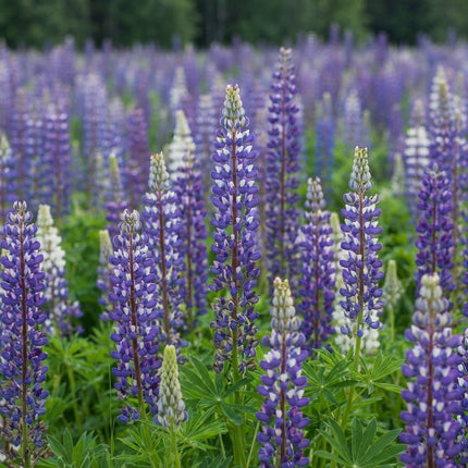 100 Wild Perennial Lupine Seeds – Lupinus Perennis Wildflower
