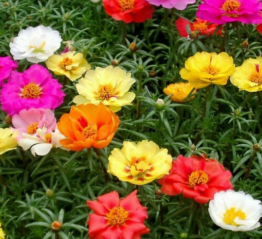Moss Rose Double Mix Flower Seeds - Portulaca Grandiflora - Seed World
