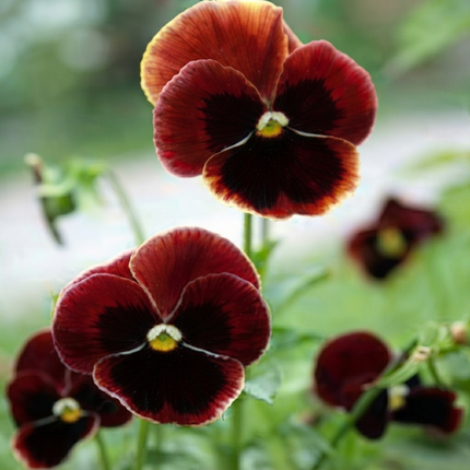 50 Pansy Seeds – Colorful Viola Garden Flowers | Easy Growing Blooms