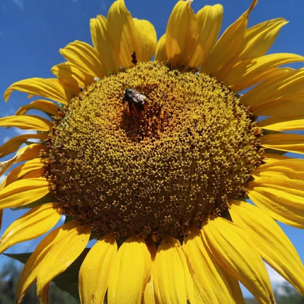 Mammoth Grey Stripe Sunflower with giant golden bloom, ideal for pollinator gardens, cut flowers, and edible sunflower seeds. Seed World