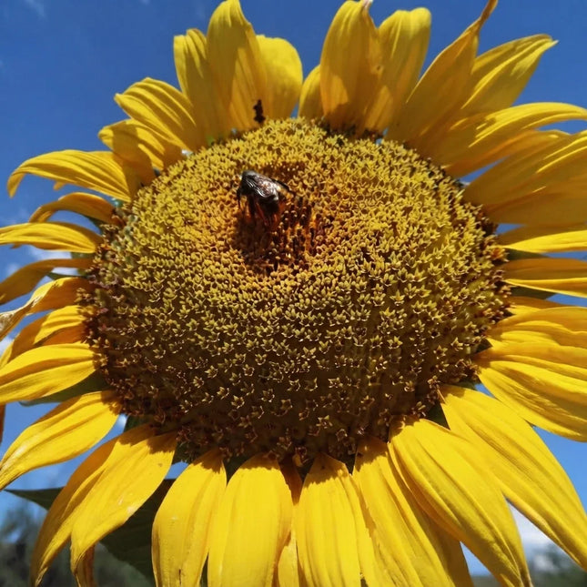 Mammoth Grey Stripe Sunflower with giant golden bloom, ideal for pollinator gardens, cut flowers, and edible sunflower seeds. Seed World