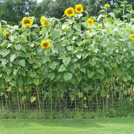 50 Mammoth Grey Stripe Sunflower Seeds – Giant Heirloom Sunflowers