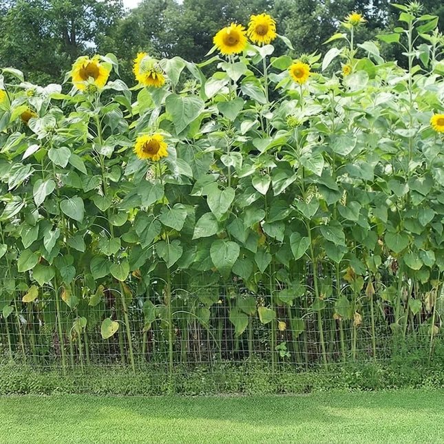 50 Mammoth Grey Stripe Sunflower Seeds – Giant Heirloom Sunflowers