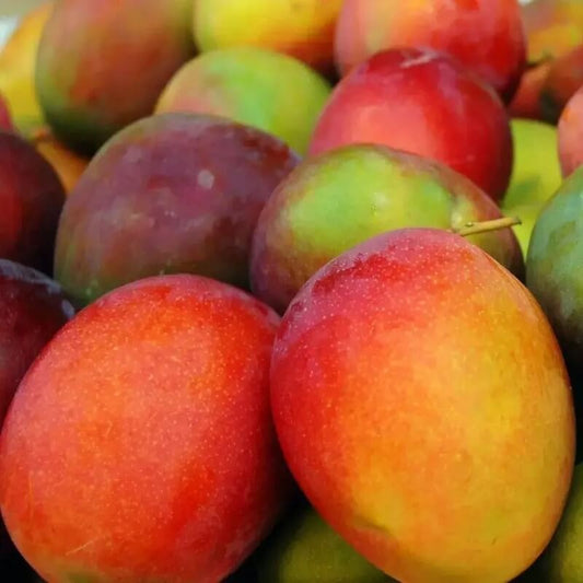 2 Mango Fruit Tree Seeds