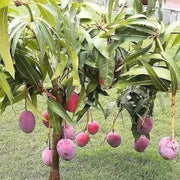 1 Live Mango Tree – 7” Potted Tropical Fruit Plant