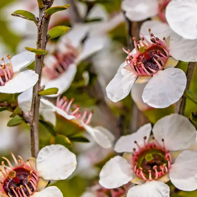 100 Manuka Tea Tree Seeds