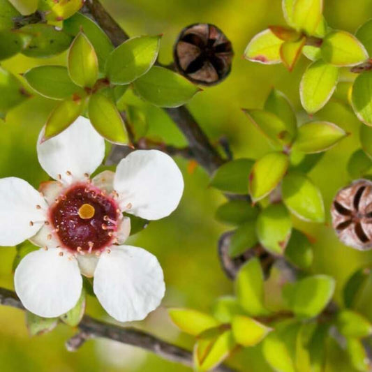 Close-up of a white flower with a red center on a green background