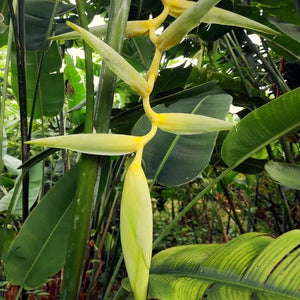 10 Heliconia Champneiana 'Maya Gold' - Lobster Claw Seeds