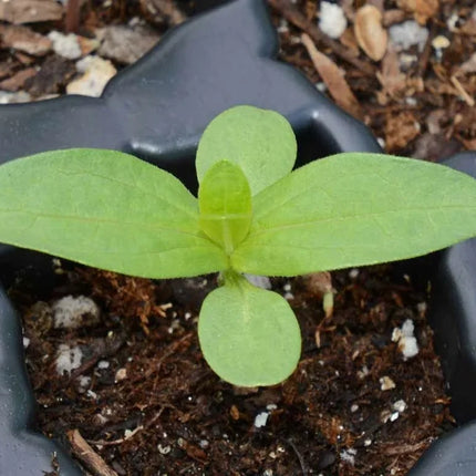 Young green seedling in a pot with soil and small stones
