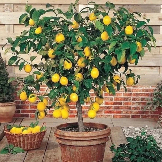 Organic Meyer Lemon Seeds