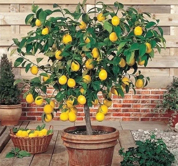 Meyer Lemon Seeds | Organic Non-GMO Citrus Fruit Tree