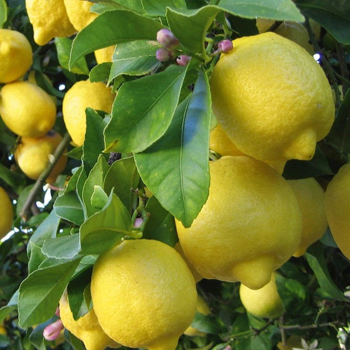 Organic Meyer Lemon Seeds