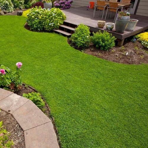 5000 Micro Clover Seeds
