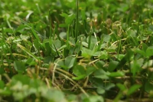 5000 Micro Clover Seeds