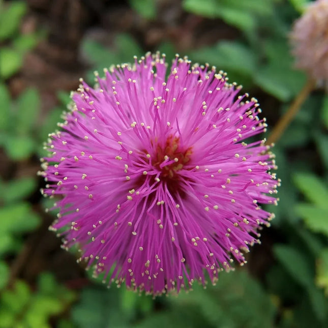 Mimosa pudica (Sensitive Plant) with vibrant pink puffball flowers, perfect for ornamental gardens, pollinator habitats, and unique touch-sensitive plants. Seed World