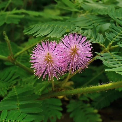 Mimosa pudica (Sensitive Plant) with delicate pink puffball flowers and fern-like leaves, perfect for ornamental gardens, pollinator habitats, and interactive touch-sensitive plants. Seed World
