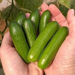 Hand holding freshly harvested Mini-Me cucumbers, highlighting compact size and vibrant green color, ideal for small-space gardens and healthy snacking. Seed World