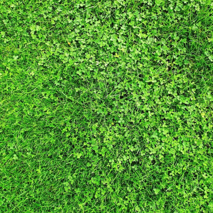 2000 Miniature Clover Seeds – Small Leaf White Clover for Low-Maintenance Lawns