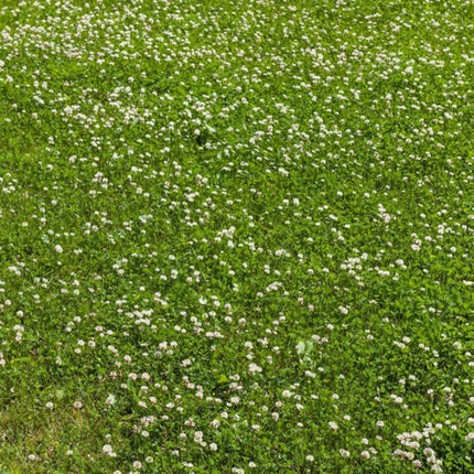 2000 Miniature Clover Seeds – Small Leaf White Clover for Low-Maintenance Lawns