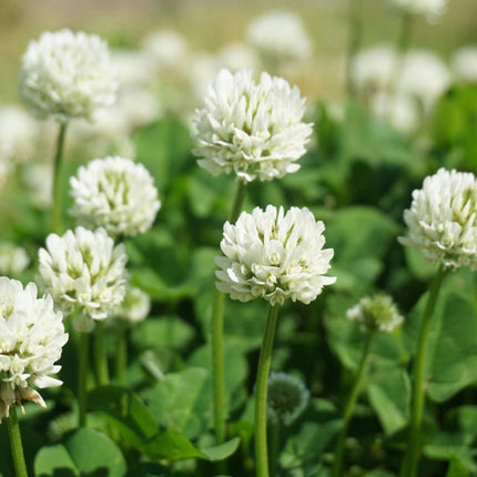 2000 Miniature Clover Seeds – Small Leaf White Clover for Low-Maintenance Lawns