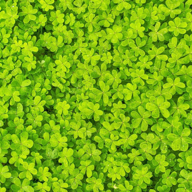 Miniature clover seeds growing lush green ground cover for gardens and landscaping. Seed World