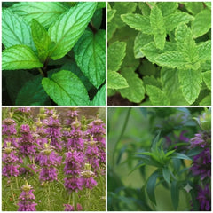 Fresh Mint Mix Seeds – 4 Varieties including peppermint, spearmint, chocolate mint, and apple mint, perfect for herb gardens, teas, and culinary use. Seed World