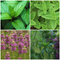 Fresh Mint Mix Seeds – 4 Varieties including peppermint, spearmint, chocolate mint, and apple mint, perfect for herb gardens, teas, and culinary use. Seed World