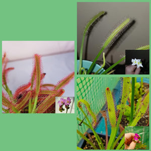 Mixed Sundew varieties with close-up insets of blooming flowers