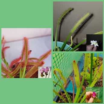 Mixed Sundew varieties with close-up insets of blooming flowers