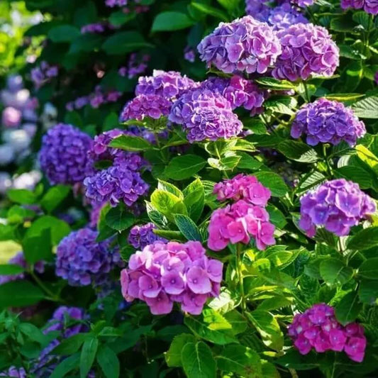 50 Mixed Color Hydrangea Seeds