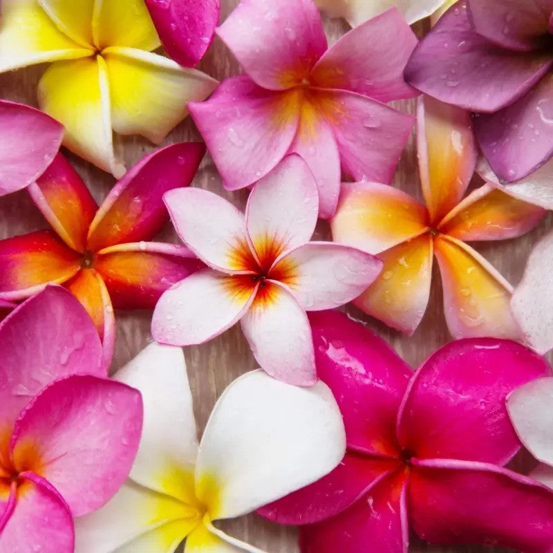 10 Mixed Colors Plumeria Seeds – Exotic Lei Flower Frangipani