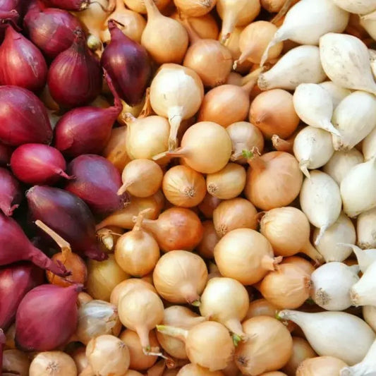 A variety of onion bulbs including red, yellow, and white colors, arranged in a market display.
