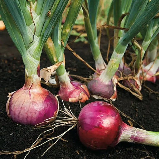 25 Mixed Onion Bulbs – 3 Heirloom Varieties