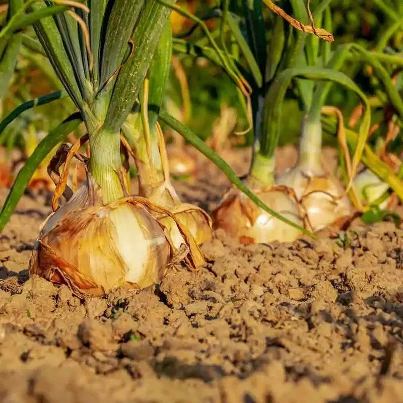 25 Mixed Onion Bulbs – 3 Heirloom Varieties