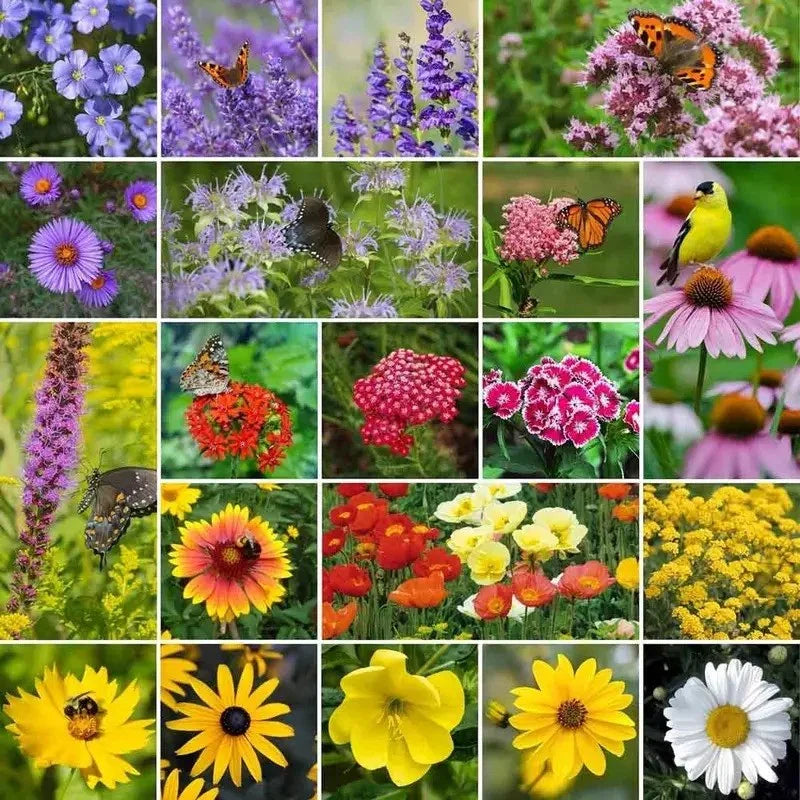 200 Mixed Perennial Wildflower Seeds